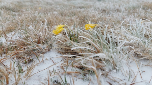 Mayo se congela en el Urbión: así lucen los narcisos silvestres bajo el hielo y con -10 ºC