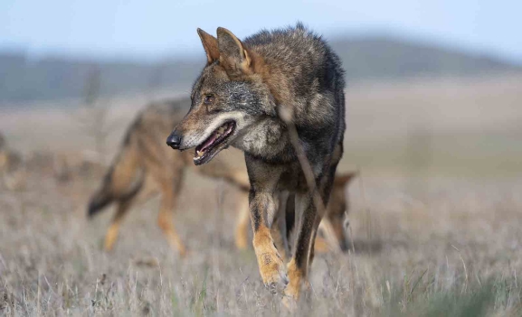 ASAJA, al Gobierno sobre el lobo: No actuar sería una traición al mundo rural