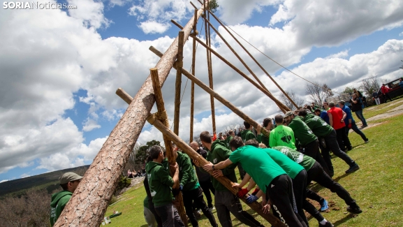 Así ha sido la Pingada del Mayo en Covaleda: tradición, esfuerzo colectivo y celebración popular
