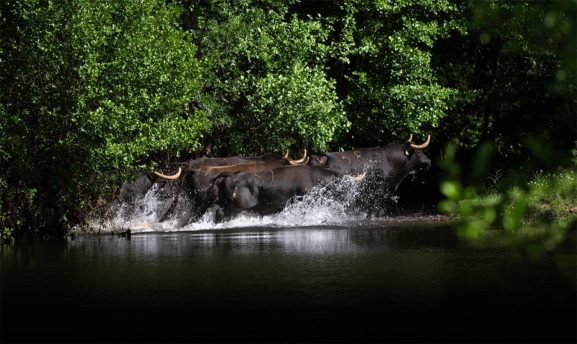 Castilla y León defiende a los ganaderos de toro de lidia por la conservación de la raza y la protección de la dehesa 