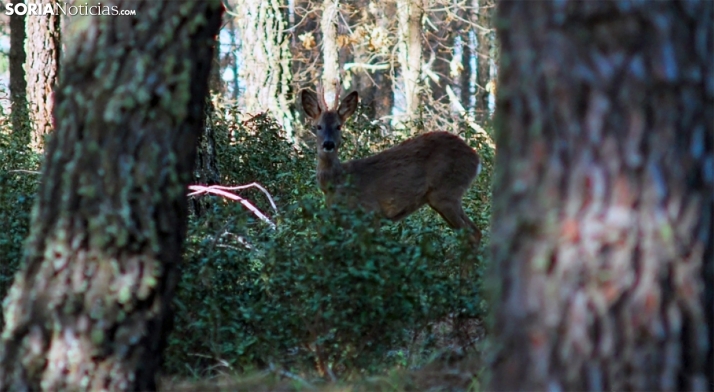 Estos son los tres espacios naturales de Soria cuyo aprovechamiento cinegético sale a subasta