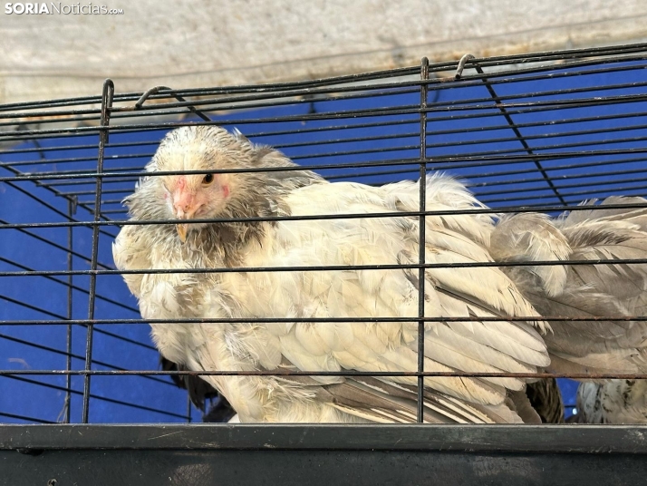 Galer&iacute;a | Almaz&aacute;n da el pistoletazo de salida a la Feria de Caza de Venalmaz&aacute;n