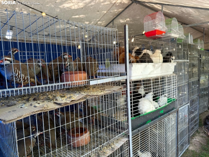 Galer&iacute;a | Almaz&aacute;n da el pistoletazo de salida a la Feria de Caza de Venalmaz&aacute;n