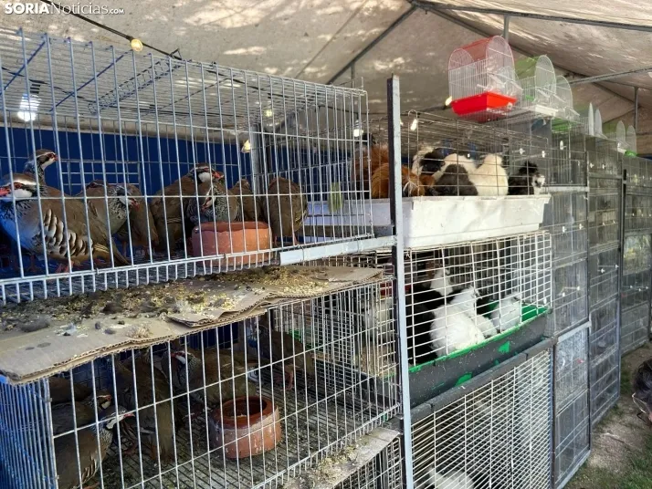 Galer&iacute;a | Almaz&aacute;n da el pistoletazo de salida a la Feria de Caza de Venalmaz&aacute;n