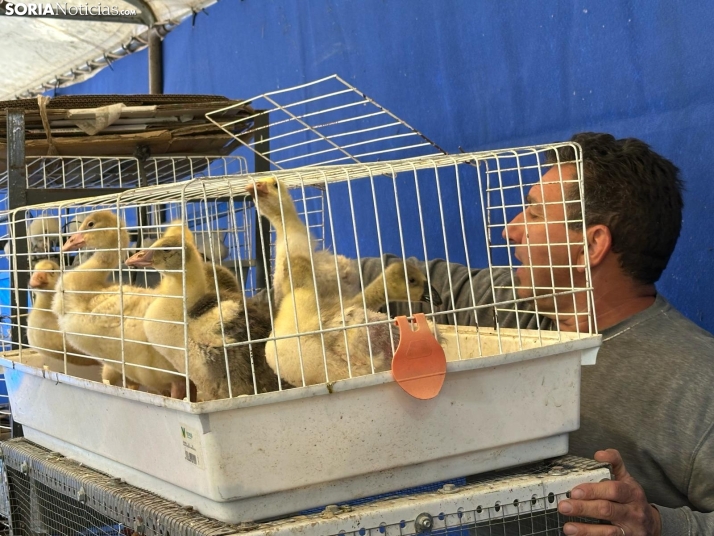 Galer&iacute;a | Almaz&aacute;n da el pistoletazo de salida a la Feria de Caza de Venalmaz&aacute;n