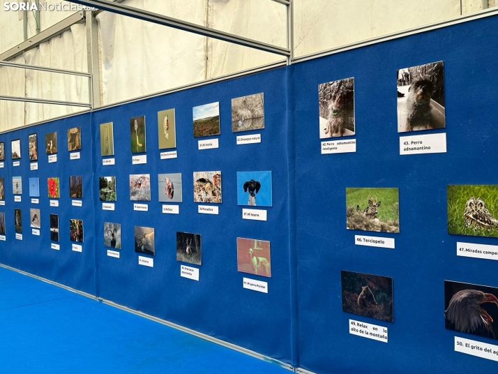 Galer&iacute;a | Almaz&aacute;n da el pistoletazo de salida a la Feria de Caza de Venalmaz&aacute;n