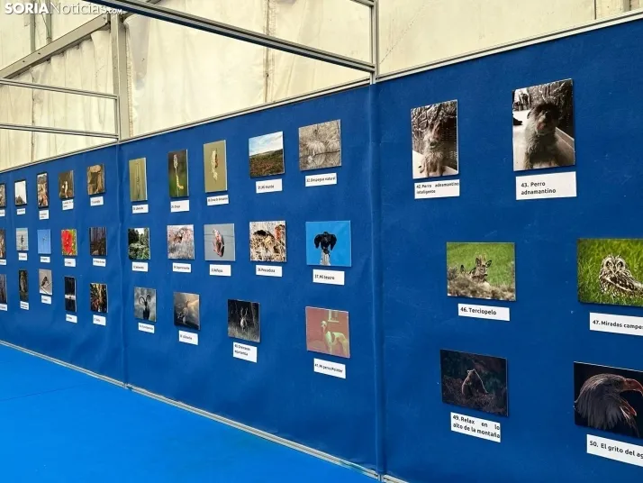 Galer&iacute;a | Almaz&aacute;n da el pistoletazo de salida a la Feria de Caza de Venalmaz&aacute;n