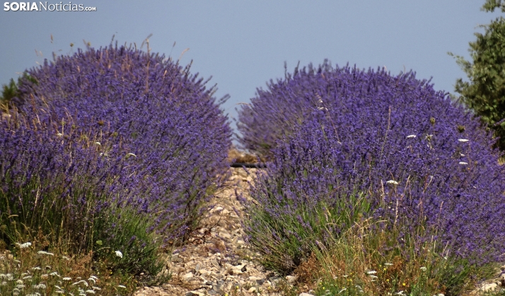 Con marchamo soriano, Biovalor presenta en la Feria de Almazán sus innovaciones para el sector agroforestal y el mundo rural