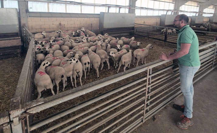 La Diputación distribuye 70 cabezas de ojalada entre ganaderos sorianos