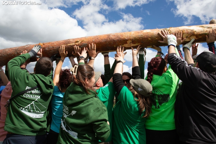 Pingada del Mayo en Covaleda 2025