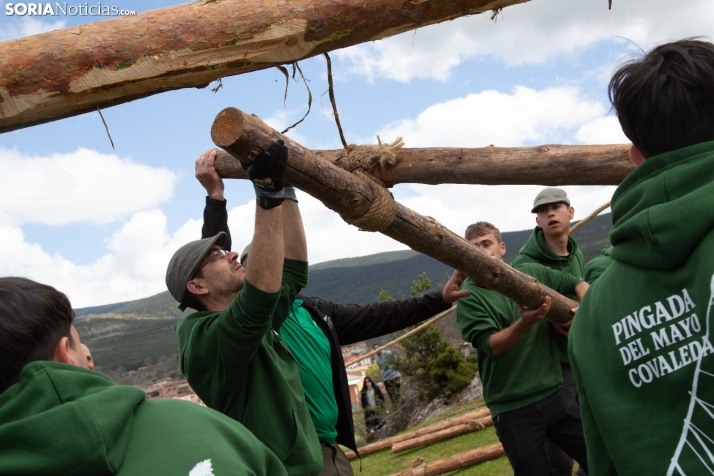 Pingada del Mayo en Covaleda 2025