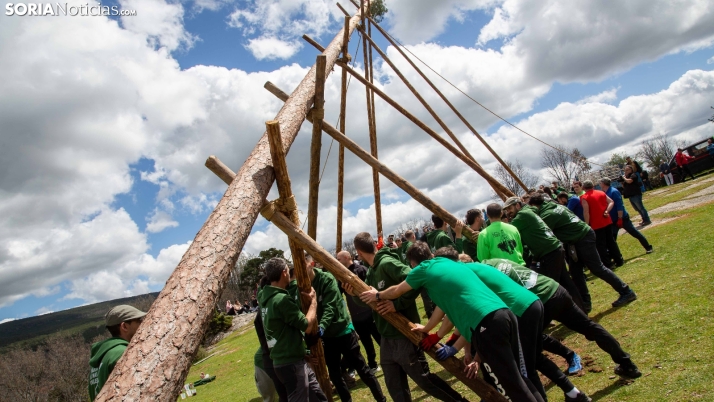 Pingada del Mayo en Covaleda 2025