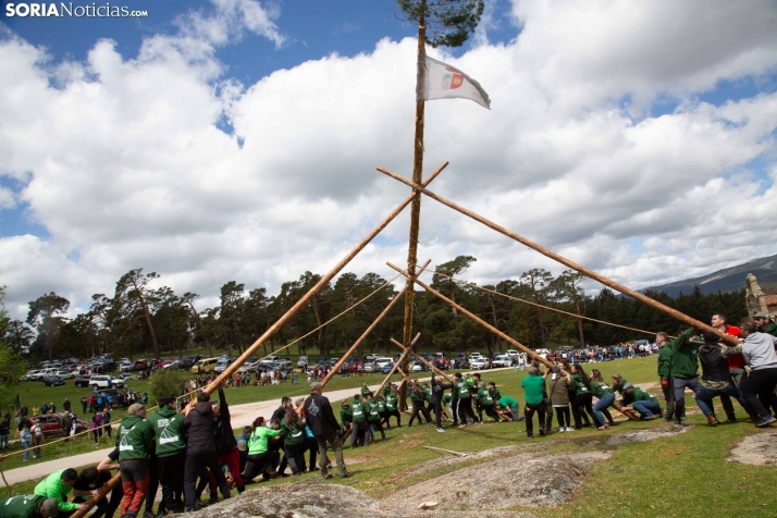 Pingada del Mayo en Covaleda 2025