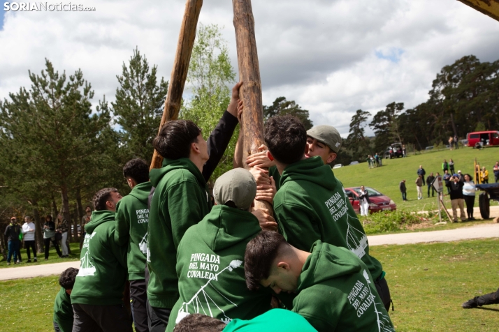 Pingada del Mayo en Covaleda 2025