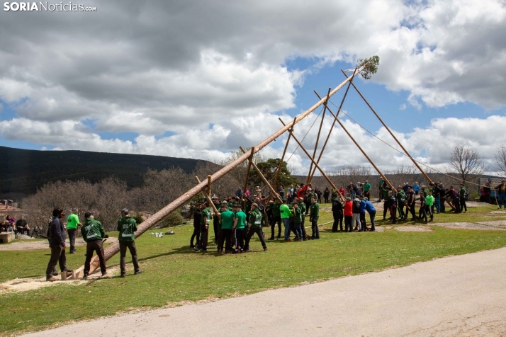 Pingada del Mayo en Covaleda 2025