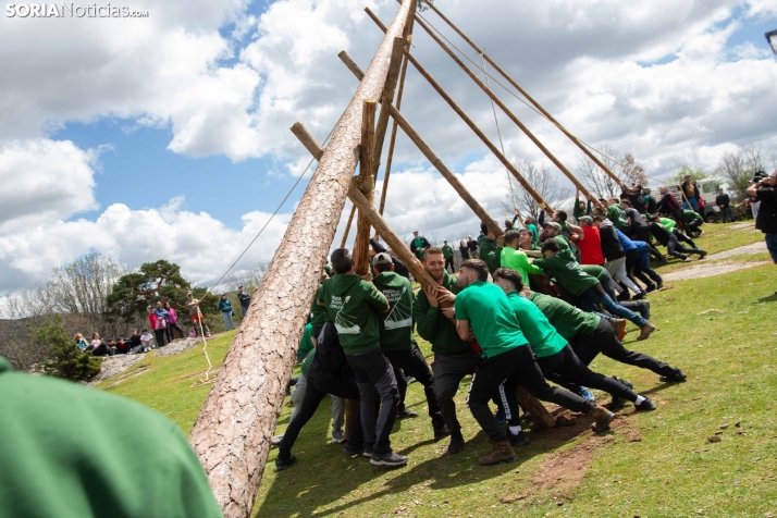 Pingada del Mayo en Covaleda 2025