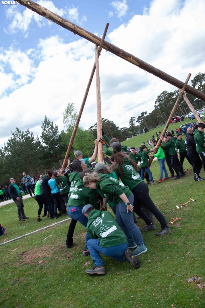 Pingada del Mayo en Covaleda 2025
