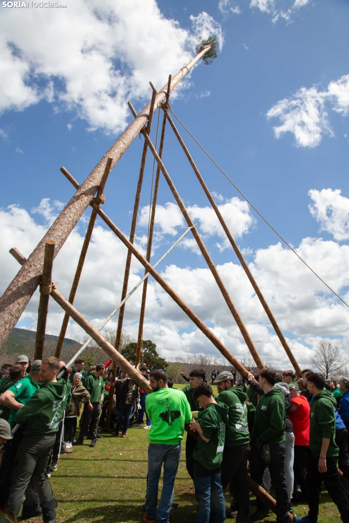 Pingada del Mayo en Covaleda 2025