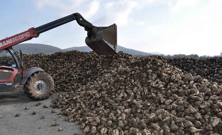 La Junta atiende todas las solicitudes de las ayudas agroambientales ligadas a la remolacha azucarera de la campaña 2024