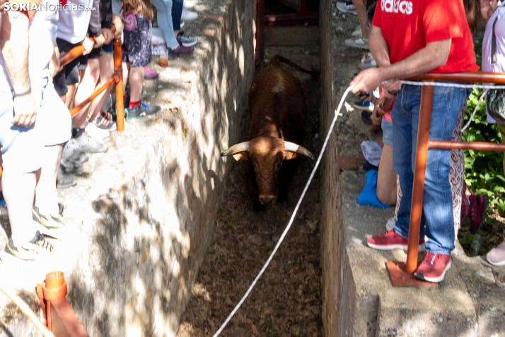 Desencajonamiento en Valonsadero 2025./ Viksar Fotografía