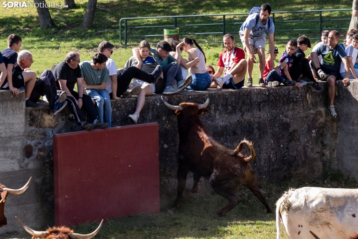 Desencajonamiento en Valonsadero 2025./ Viksar Fotografía