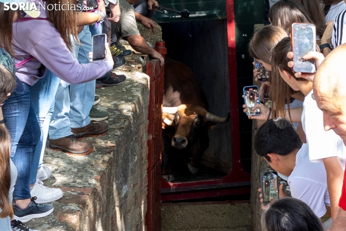 Desencajonamiento en Valonsadero 2025./ Viksar Fotografía