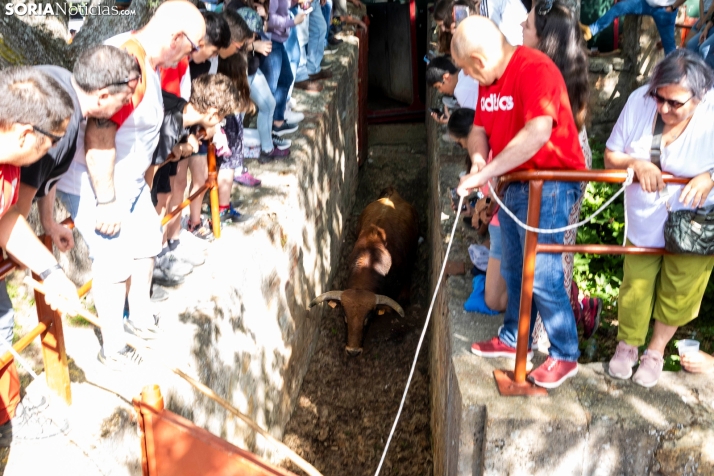 Desencajonamiento en Valonsadero 2025./ Viksar Fotografía