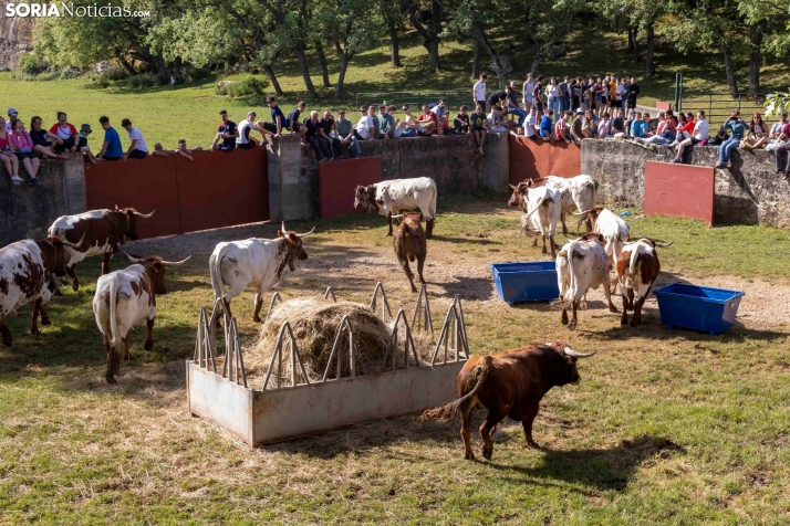 Desencajonamiento en Valonsadero 2025./ Viksar Fotografía