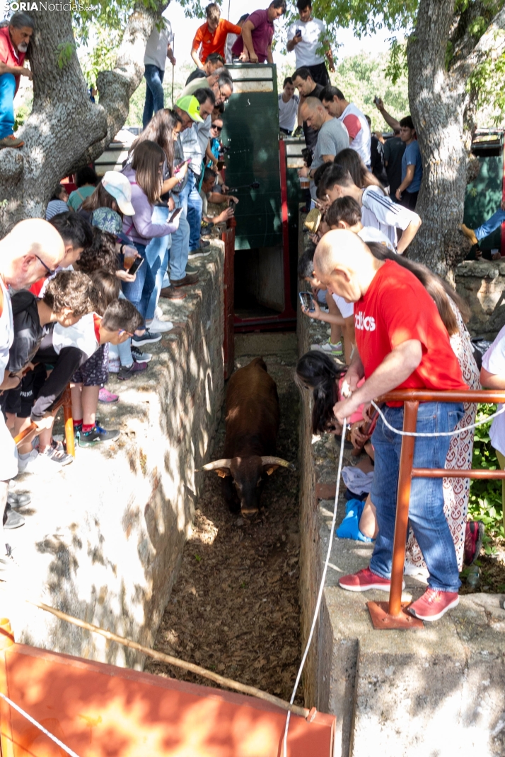 Desencajonamiento en Valonsadero 2025./ Viksar Fotografía