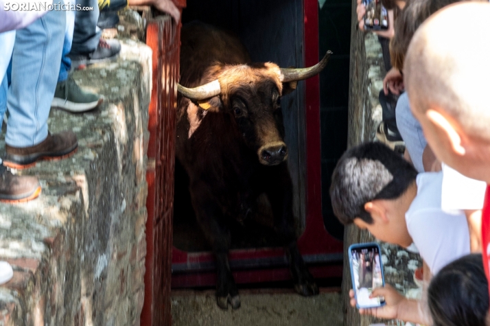 Desencajonamiento en Valonsadero 2025./ Viksar Fotografía
