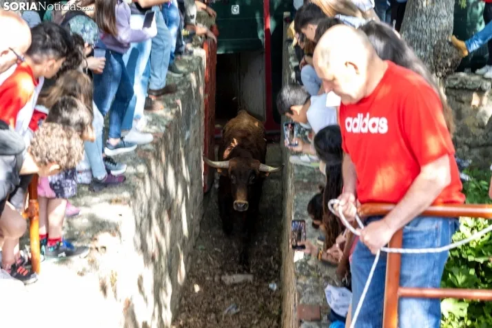 Desencajonamiento en Valonsadero 2025./ Viksar Fotografía
