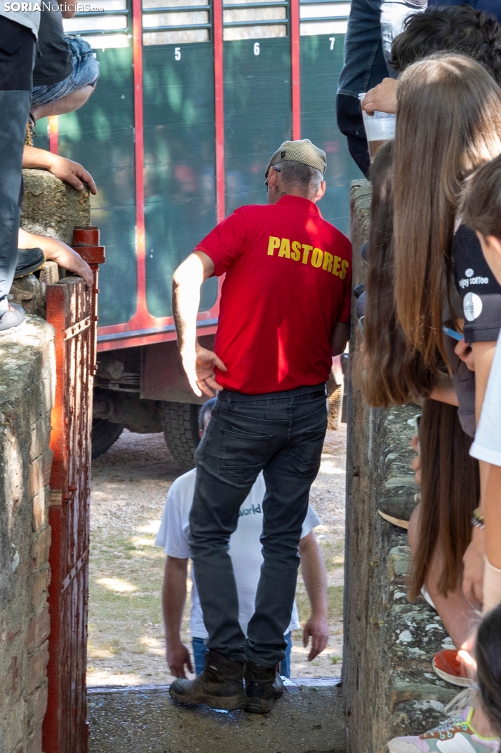 Desencajonamiento en Valonsadero 2025./ Viksar Fotografía