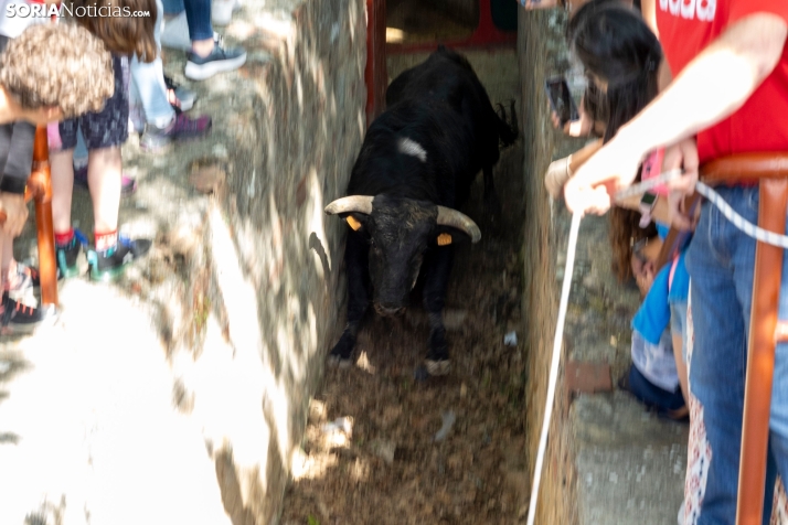 Desencajonamiento en Valonsadero 2025./ Viksar Fotografía