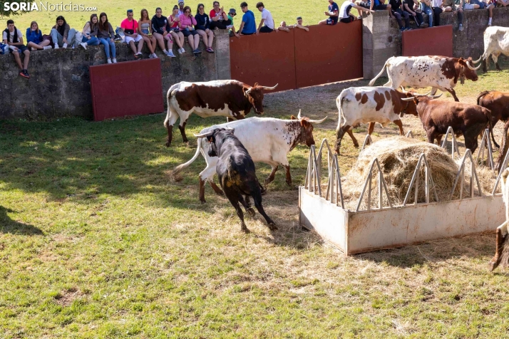 Desencajonamiento en Valonsadero 2025./ Viksar Fotografía