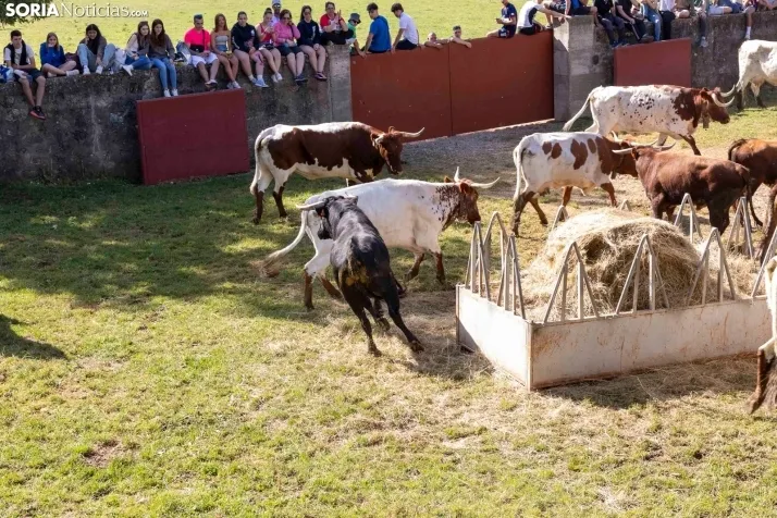 Desencajonamiento en Valonsadero 2025./ Viksar Fotografía