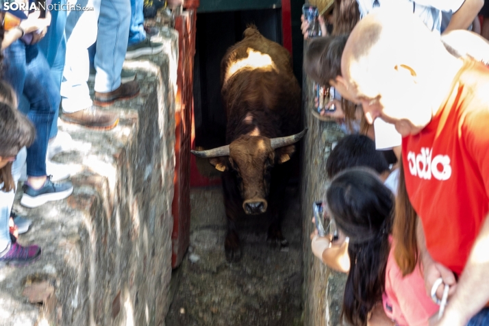 Desencajonamiento en Valonsadero 2025./ Viksar Fotografía