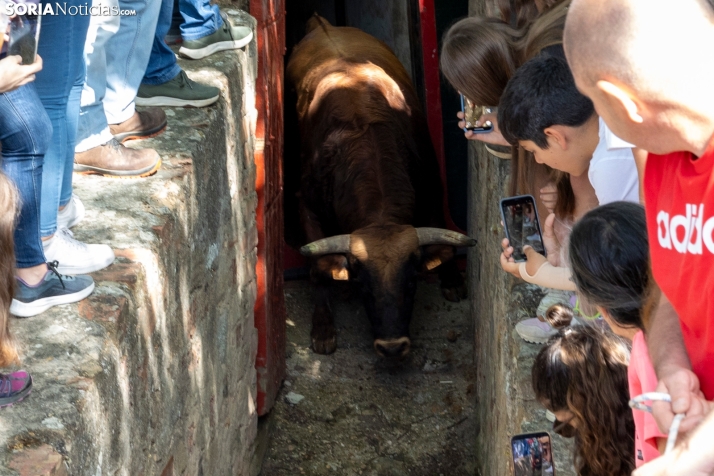 Desencajonamiento en Valonsadero 2025./ Viksar Fotografía