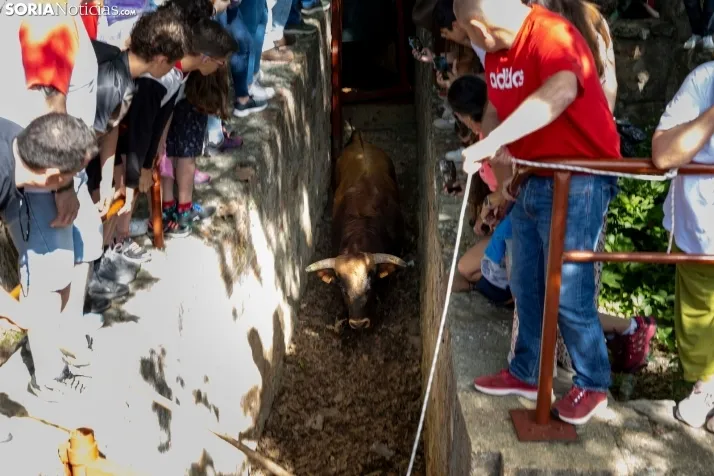 Desencajonamiento en Valonsadero 2025./ Viksar Fotografía