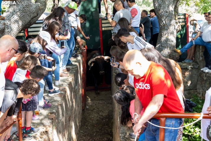 Desencajonamiento en Valonsadero 2025./ Viksar Fotografía