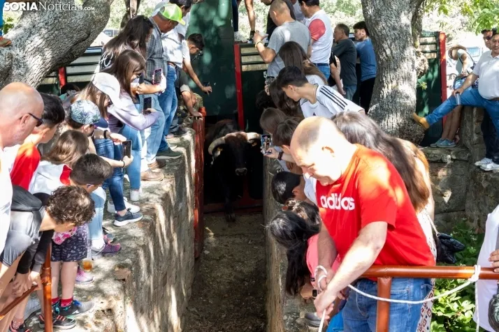 Desencajonamiento en Valonsadero 2025./ Viksar Fotografía