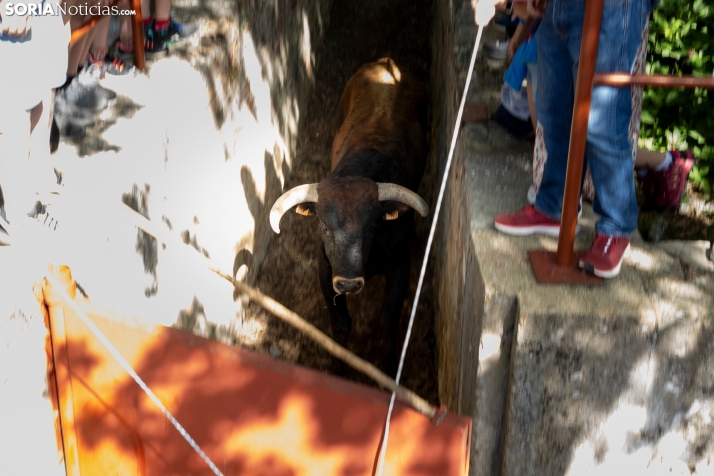 Desencajonamiento en Valonsadero 2025./ Viksar Fotografía