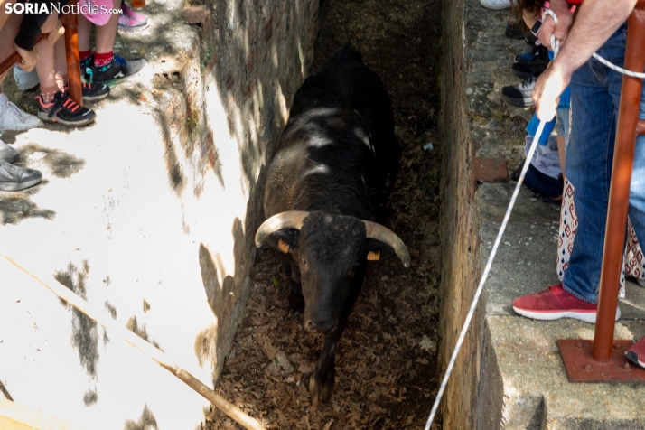 Desencajonamiento en Valonsadero 2025./ Viksar Fotografía