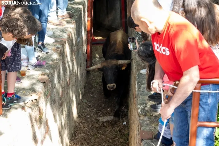 Desencajonamiento en Valonsadero 2025./ Viksar Fotografía