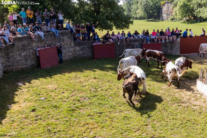 Desencajonamiento en Valonsadero 2025./ Viksar Fotografía