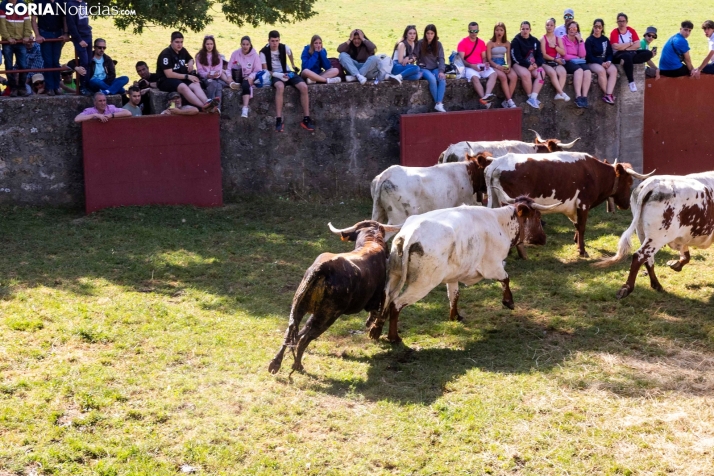 Desencajonamiento en Valonsadero 2025./ Viksar Fotografía