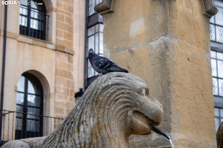 Un paseo fotográfico por el Collado un lunes cualquiera del mes de mayo / Isaac Cosin Gil