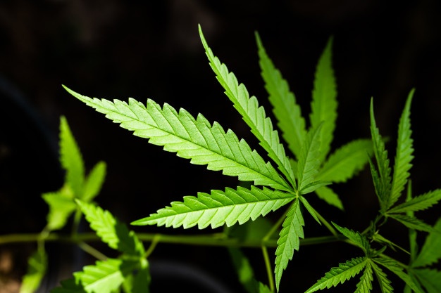 El cannabis que no tira: 4 años de ERTE y deuda de 11.000&euro; con cada trabajador