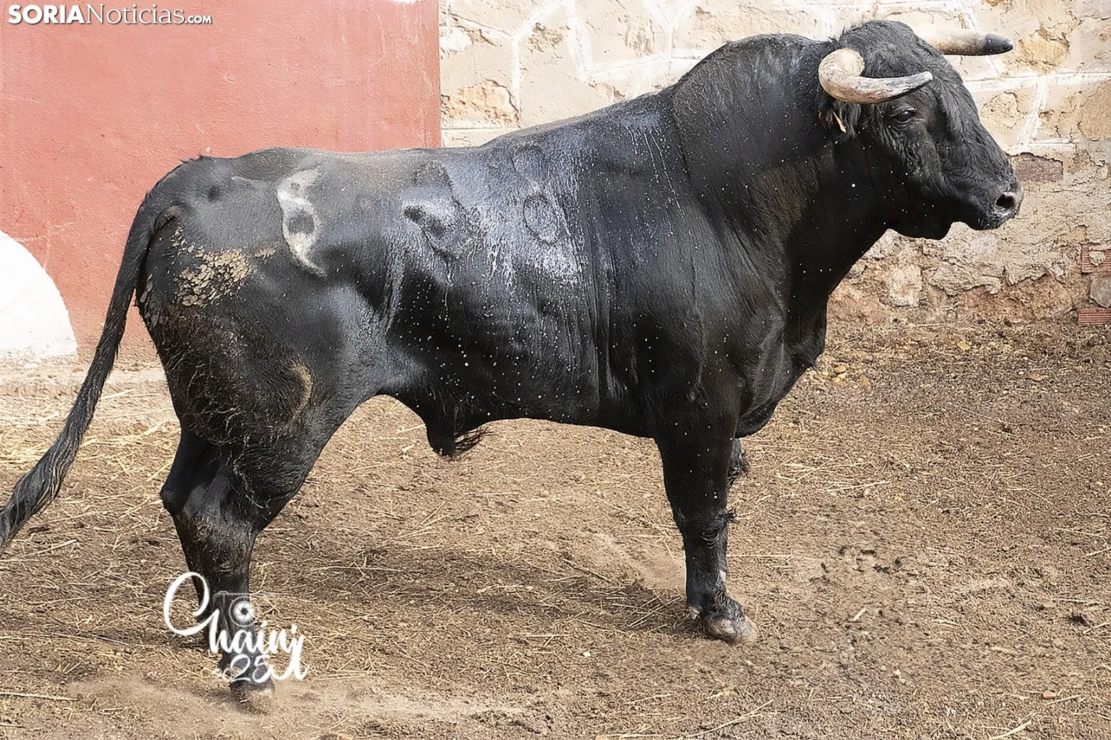 Foto 9 - FOTOS | As&iacute; son los 8 espectaculares toros de El Canario para los rejones de Soria