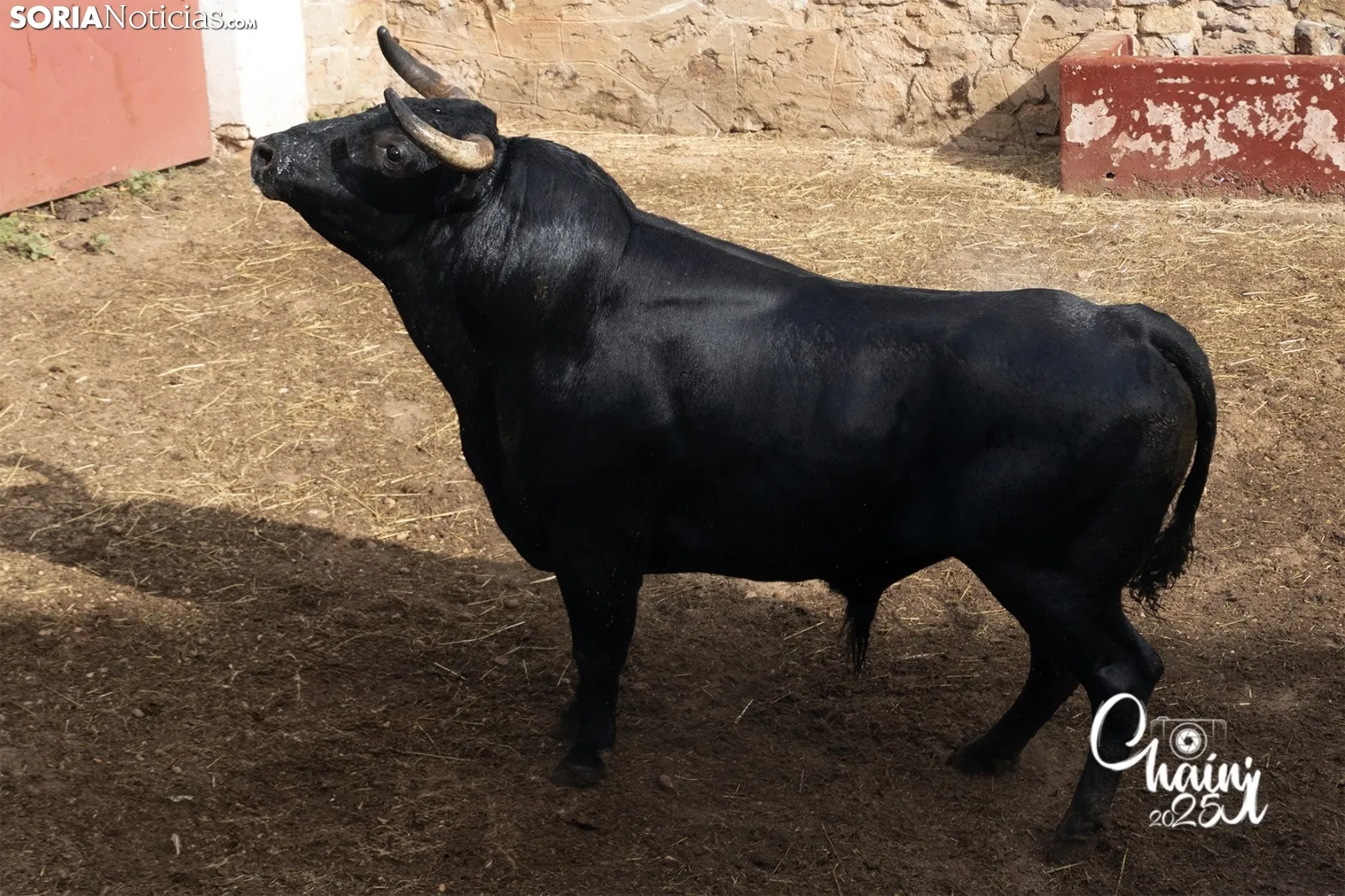 Foto 7 - FOTOS | As&iacute; son los 8 espectaculares toros de El Canario para los rejones de Soria