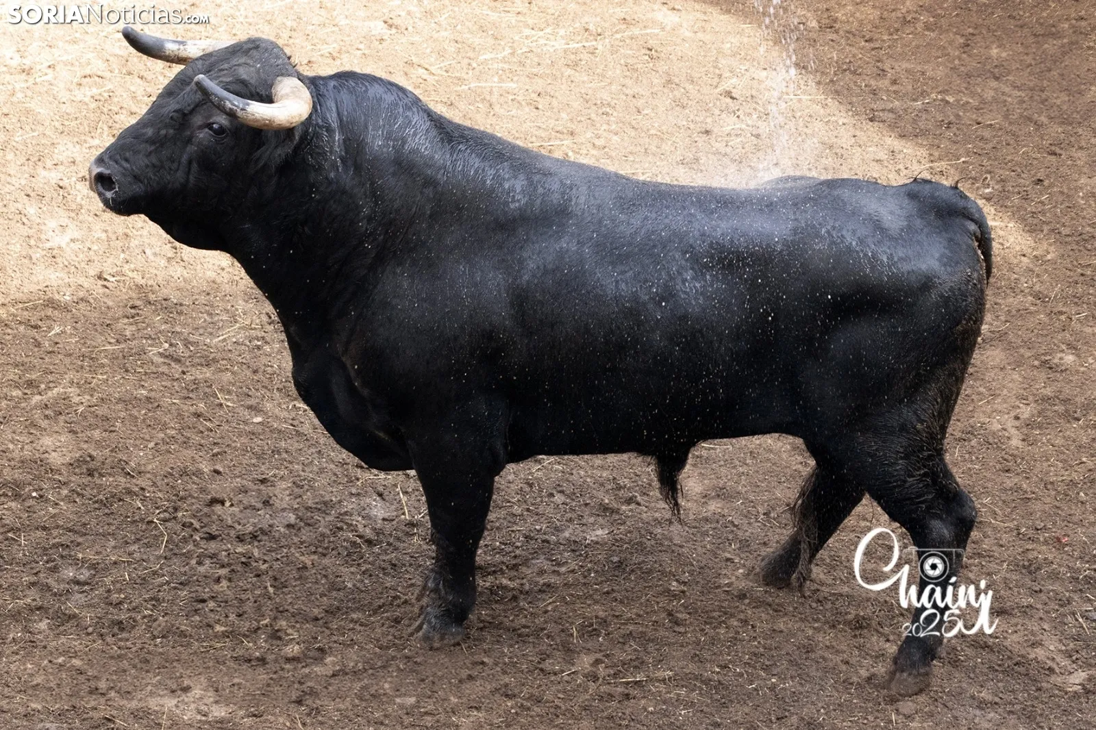Foto 2 - FOTOS | As&iacute; son los 8 espectaculares toros de El Canario para los rejones de Soria
